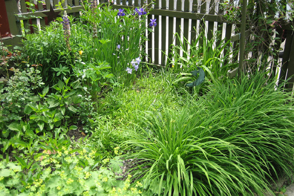 garden3
